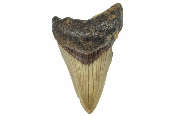 Serrated, Fossil Megalodon Tooth - North Carolina #298907